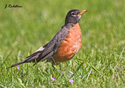 Turdus migratorius